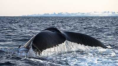 BB 14 0300 / Megaptera novaeangliae / Knølhval